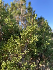 Juniperus osteosperma