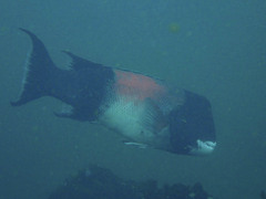 Bodianus pulcher