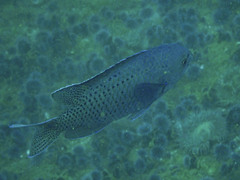 Chromis punctipinnis
