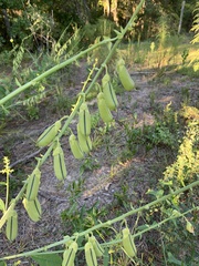Crotalaria spectabilis