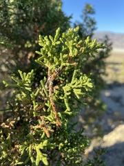 Juniperus osteosperma