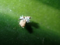 Ricaniidae