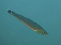 Halichoeres californicus