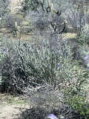 Euphorbia lomelii