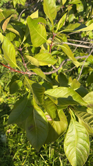 Chionanthus virginicus