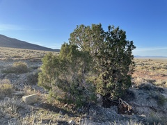 Juniperus osteosperma