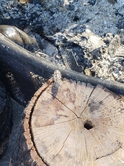 Chalcophora virginiensis