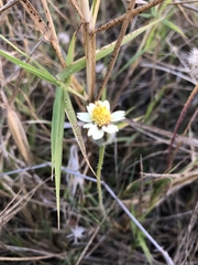 Tridax procumbens