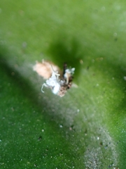 Ricaniidae