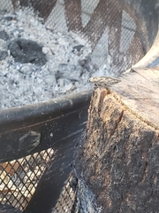 Chalcophora virginiensis