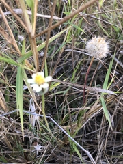Tridax procumbens