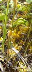 Pterostylis pusilla