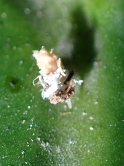 Ricaniidae