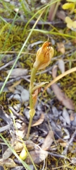 Pterostylis pusilla