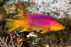 Bodianus rufus