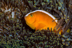 Amphiprion sandaracinos