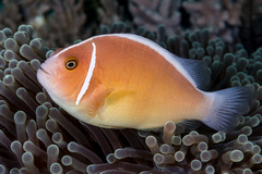 Amphiprion perideraion
