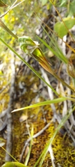 Pterostylis pusilla