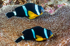 Amphiprion chrysogaster