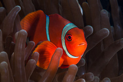 Amphiprion biaculeatus