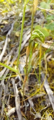 Pterostylis pusilla
