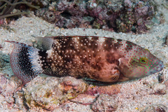 Cheilinus chlorourus