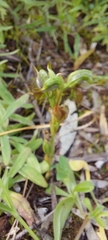 Pterostylis lepida