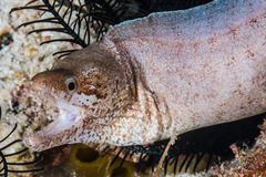 Gymnothorax zonipectis