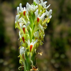Hebenstretia integrifolia