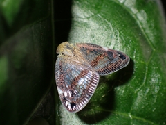 Parapiromis translucida