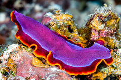 Pseudoceros ferrugineus