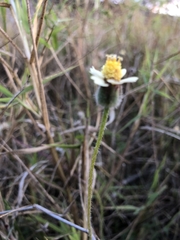 Tridax procumbens
