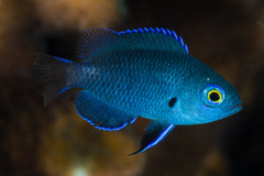 Pomacentrus brachialis