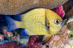 Dascyllus reticulatus