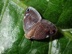 Parapiromis translucida