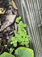 Lamium
