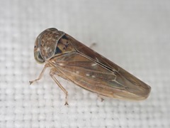 Idiocerus vicinus