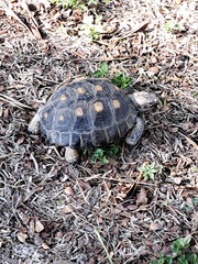 Gopherus berlandieri