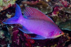 Mirolabrichthys tuka