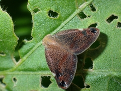 Parapiromis translucida