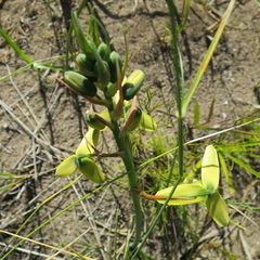 Albuca flaccida