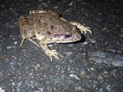 Discoglossus galganoi
