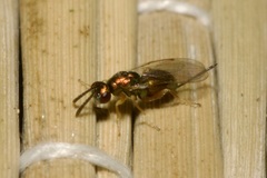 Torymidae
