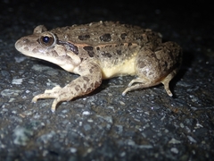 Discoglossus galganoi