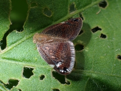 Parapiromis translucida
