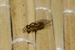 Torymidae