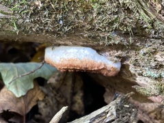 Fomitopsidaceae