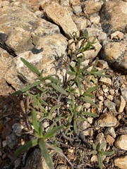 Cistus monspeliensis