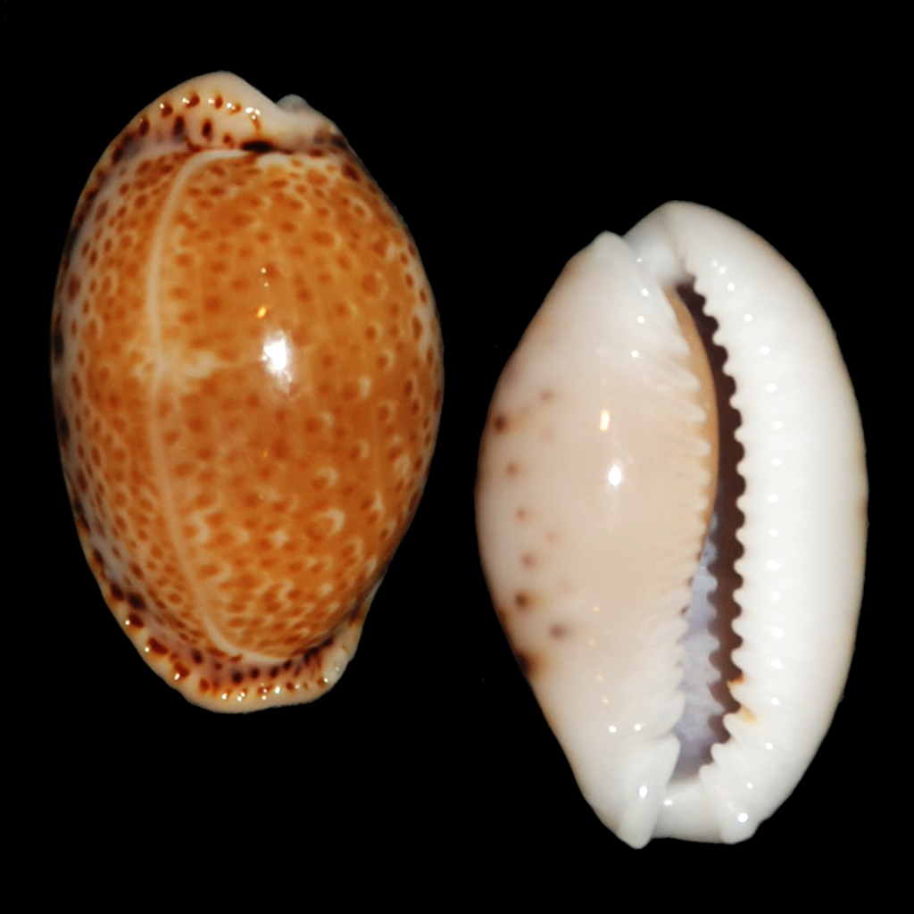 Atlantic Yellow Cowrie