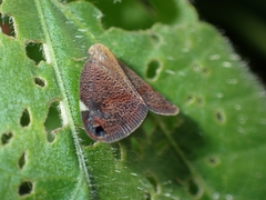 Parapiromis translucida